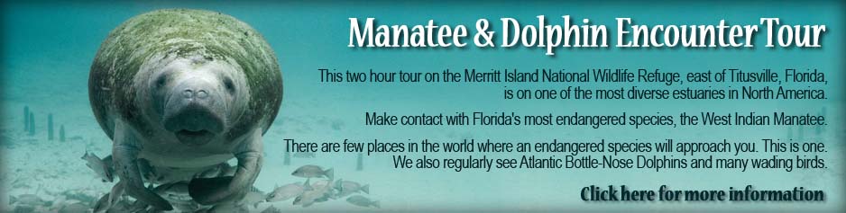 Manatee & Dolphin Encounter Kayak Tours