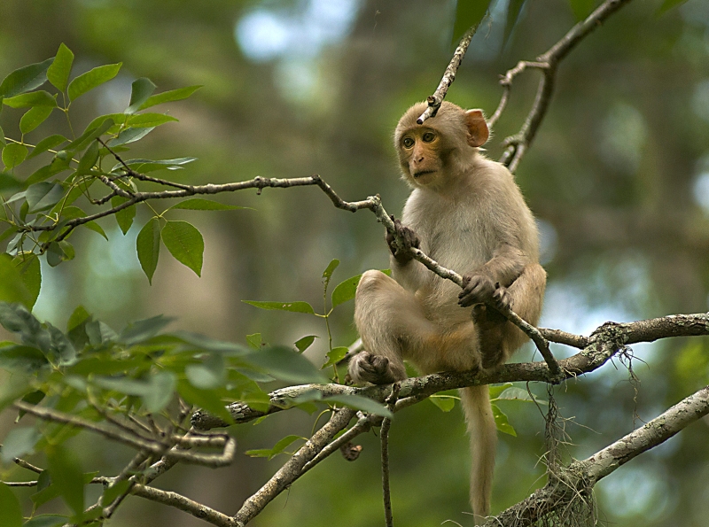 Wild monkeys seen on a Silver River kayak tour.