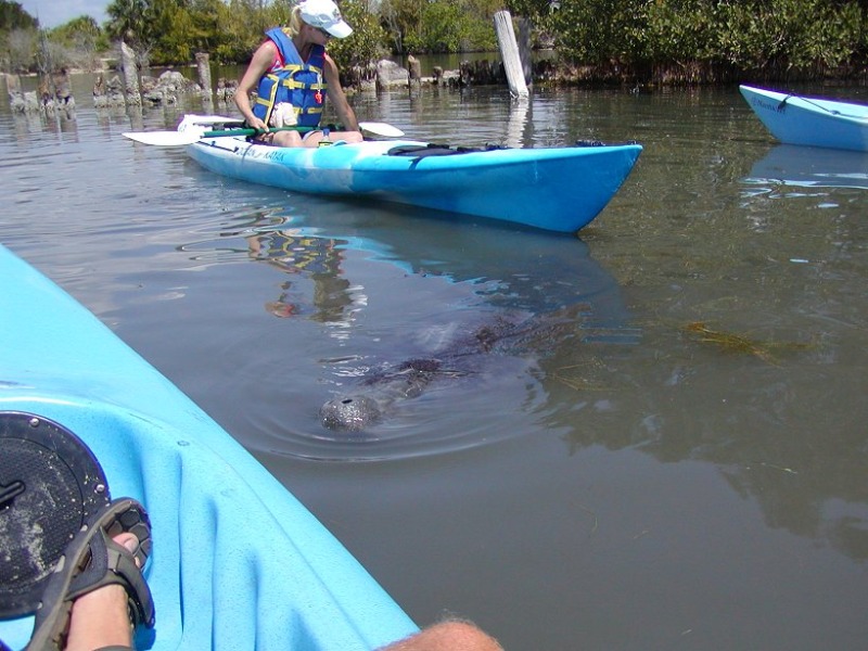 Manatee Encounter Kayaking Tours Merritt Island FL
