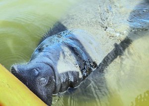 Plan a Manatee & Dolphin Encounter Vacation in Florida with A Day Away Kayak Tours!