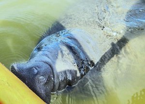 Manatee