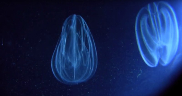 Comb jelly bioluminescence