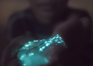 Bioluminescence during a kayak tour