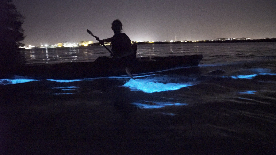 clear bottom kayak bioluminescence tour vieques