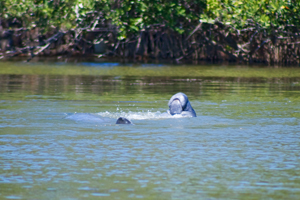 View More: http://thejoyco.pass.us/wildlifeandkayaks