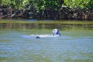View More: http://thejoyco.pass.us/wildlifeandkayaks