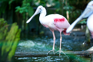View More: http://thejoyco.pass.us/wildlifeandkayaks