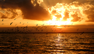 sunset birding