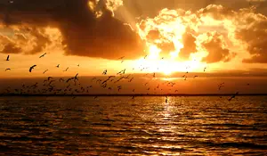 sunset birding